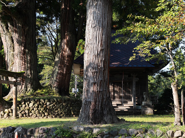 松尾神社 二本杉