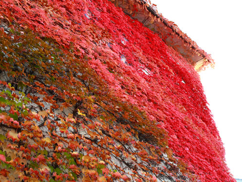 壁の紅葉