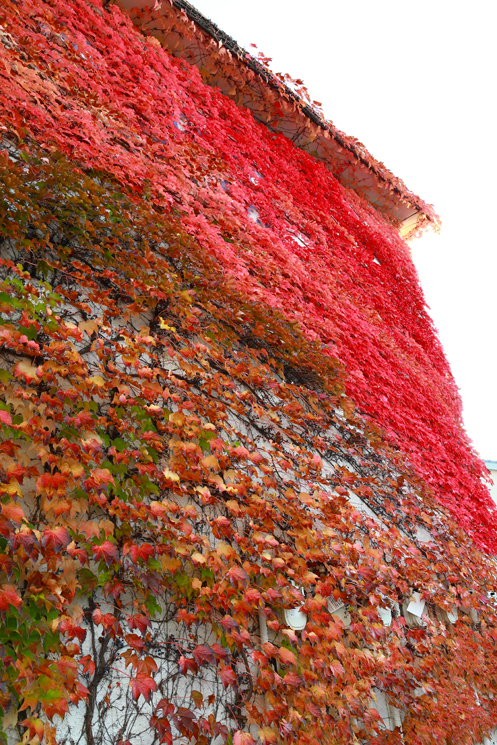 壁の紅葉